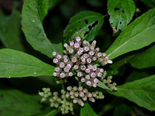 {Pluchea camphorata}